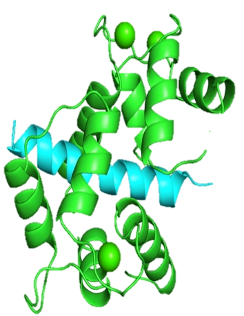 CaM Binding Protein